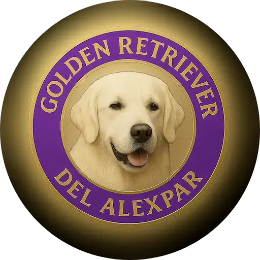 Golden Retriever del Alexpar